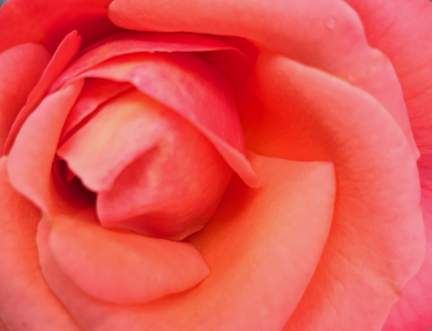 Apricot Rose
