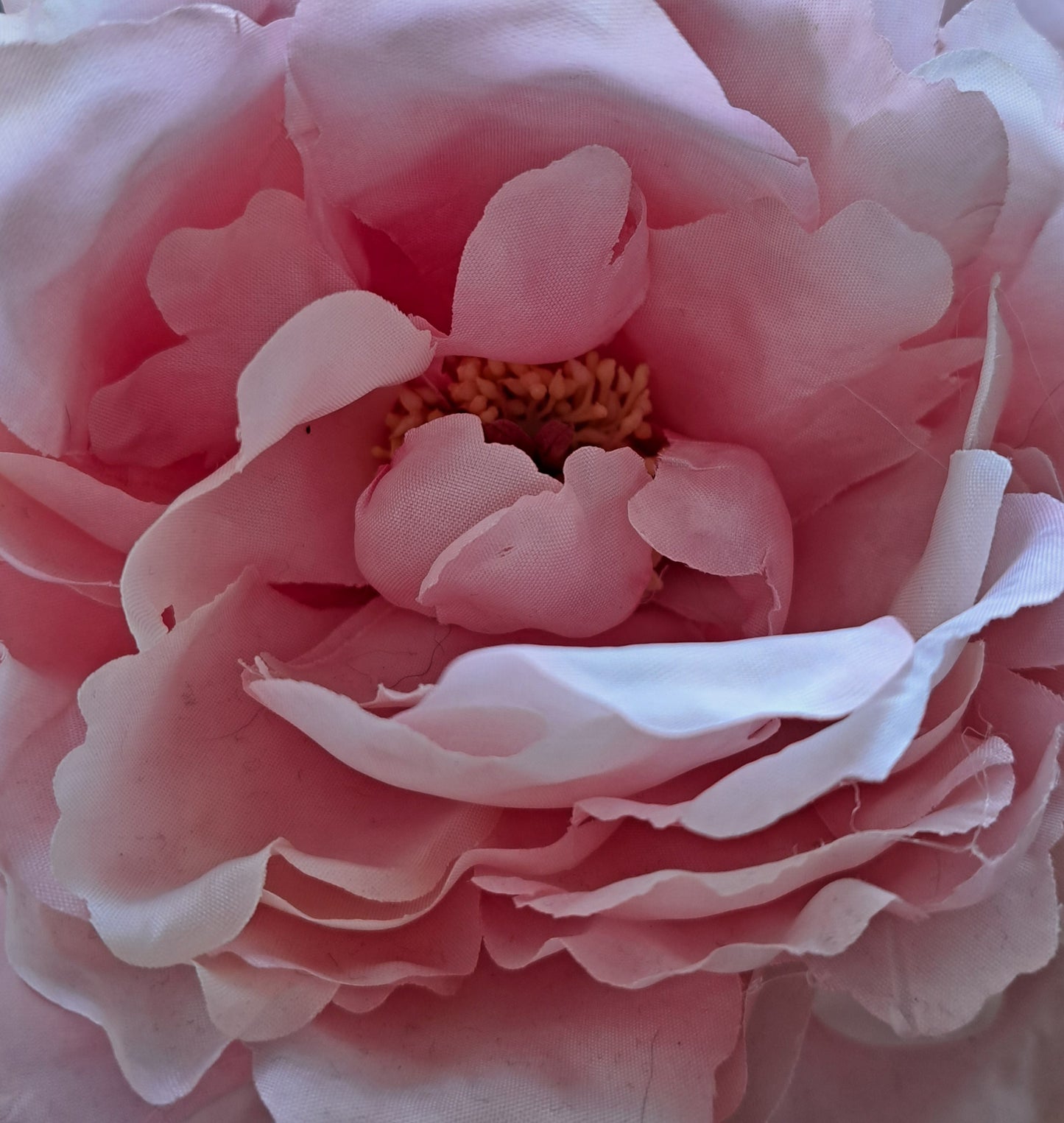 Peony Petals